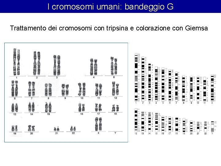 I cromosomi umani: bandeggio G Trattamento dei cromosomi con tripsina e colorazione con Giemsa I cromosomi umani: bandeggio G Trattamento dei cromosomi con tripsina e colorazione con Giemsa