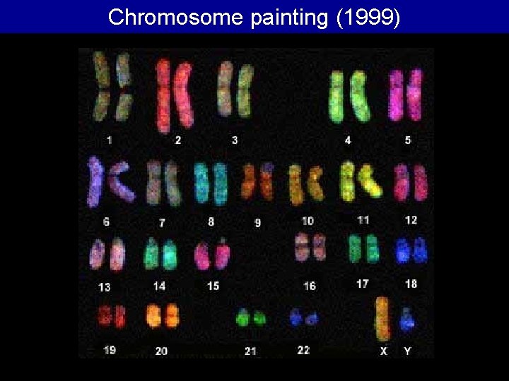 Chromosome painting (1999) Chromosome painting (1999)