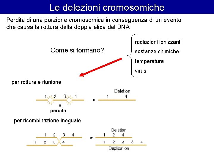 Le delezioni cromosomiche Perdita di una porzione cromosomica in conseguenza di un evento che Le delezioni cromosomiche Perdita di una porzione cromosomica in conseguenza di un evento che