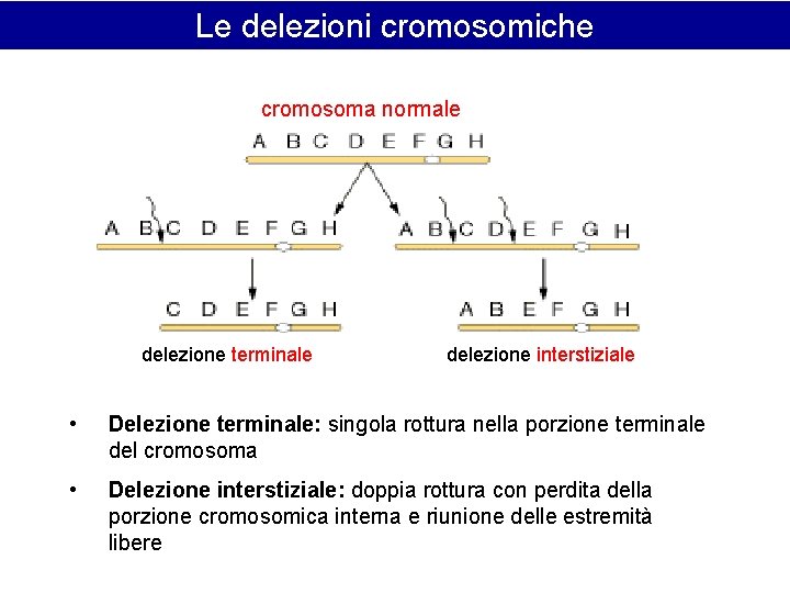 Le delezioni cromosomiche cromosoma normale delezione terminale delezione interstiziale • Delezione terminale: singola rottura Le delezioni cromosomiche cromosoma normale delezione terminale delezione interstiziale • Delezione terminale: singola rottura