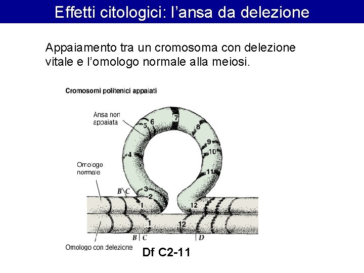 Effetti citologici: l’ansa da delezione Appaiamento tra un cromosoma con delezione vitale e l’omologo Effetti citologici: l’ansa da delezione Appaiamento tra un cromosoma con delezione vitale e l’omologo