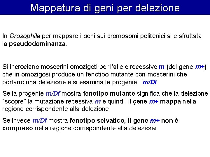 Mappatura di geni per delezione In Drosophila per mappare i geni sui cromosomi politenici Mappatura di geni per delezione In Drosophila per mappare i geni sui cromosomi politenici
