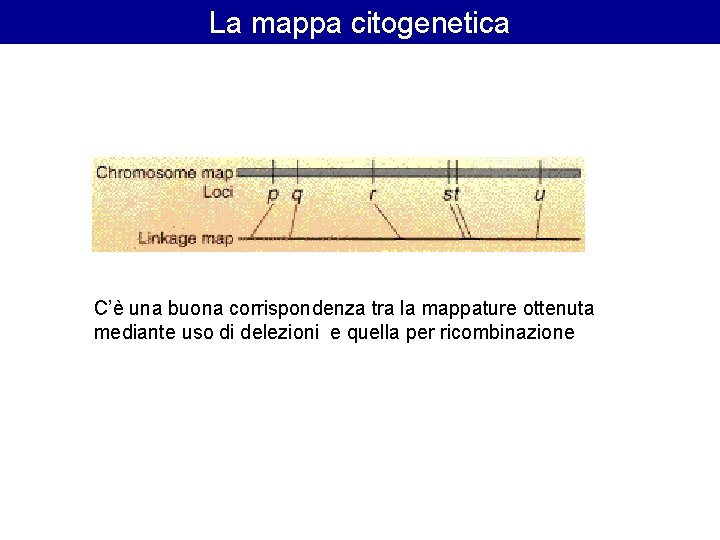La mappa citogenetica C’è una buona corrispondenza tra la mappature ottenuta mediante uso di La mappa citogenetica C’è una buona corrispondenza tra la mappature ottenuta mediante uso di