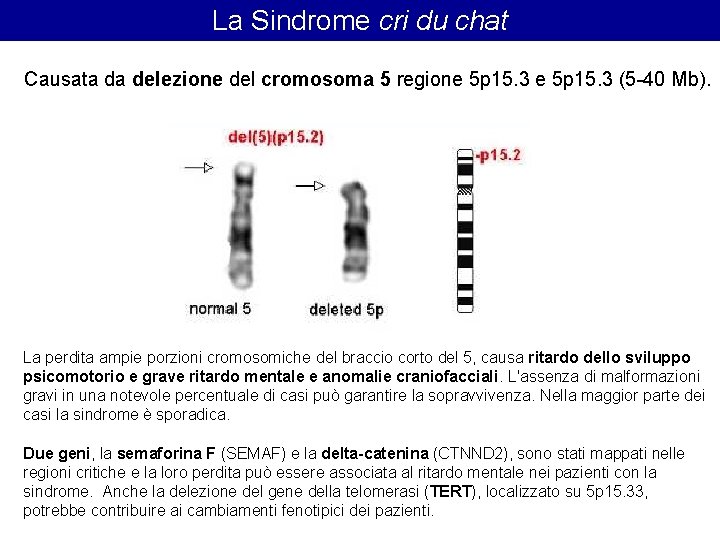 La Sindrome cri du chat Causata da delezione del cromosoma 5 regione 5 p La Sindrome cri du chat Causata da delezione del cromosoma 5 regione 5 p