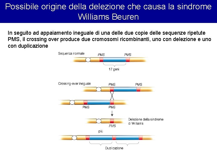Possibile origine della delezione che causa la sindrome Williams Beuren In seguito ad appaiamento Possibile origine della delezione che causa la sindrome Williams Beuren In seguito ad appaiamento