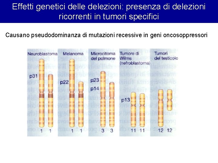 Effetti genetici delle delezioni: presenza di delezioni ricorrenti in tumori specifici Causano pseudodominanza di Effetti genetici delle delezioni: presenza di delezioni ricorrenti in tumori specifici Causano pseudodominanza di