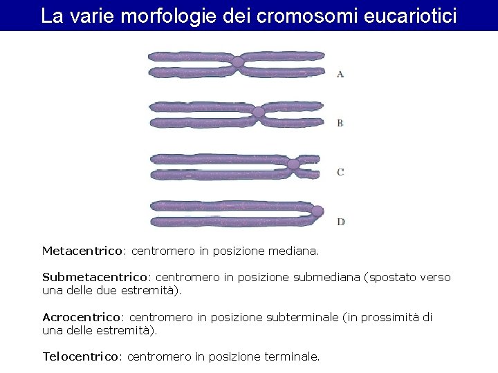 La varie morfologie dei cromosomi eucariotici Metacentrico: centromero in posizione mediana. Submetacentrico: centromero in La varie morfologie dei cromosomi eucariotici Metacentrico: centromero in posizione mediana. Submetacentrico: centromero in