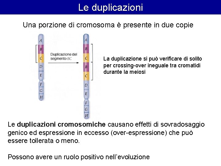 Le duplicazioni Una porzione di cromosoma è presente in due copie La duplicazione si Le duplicazioni Una porzione di cromosoma è presente in due copie La duplicazione si