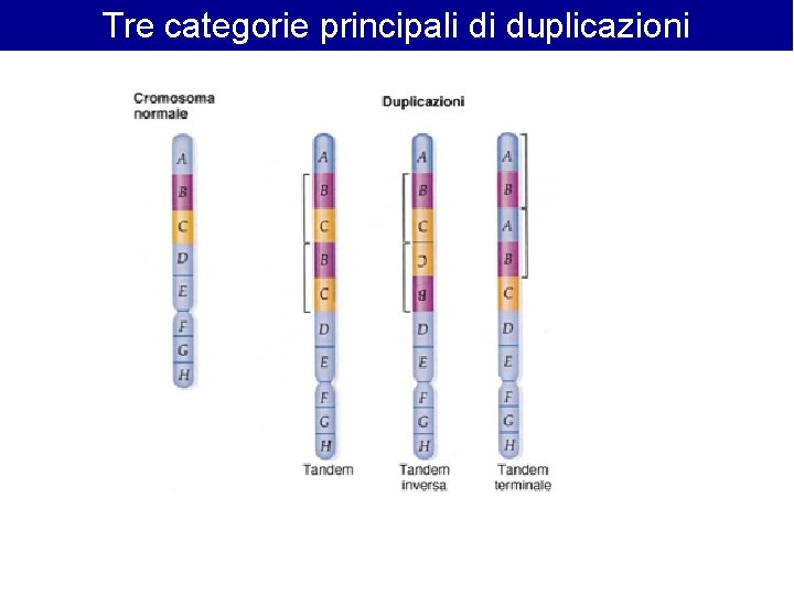 Tre categorie principali di duplicazioni Tre categorie principali di duplicazioni