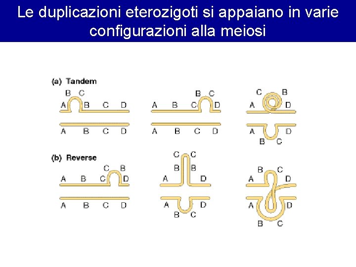Le duplicazioni eterozigoti si appaiano in varie configurazioni alla meiosi Le duplicazioni eterozigoti si appaiano in varie configurazioni alla meiosi