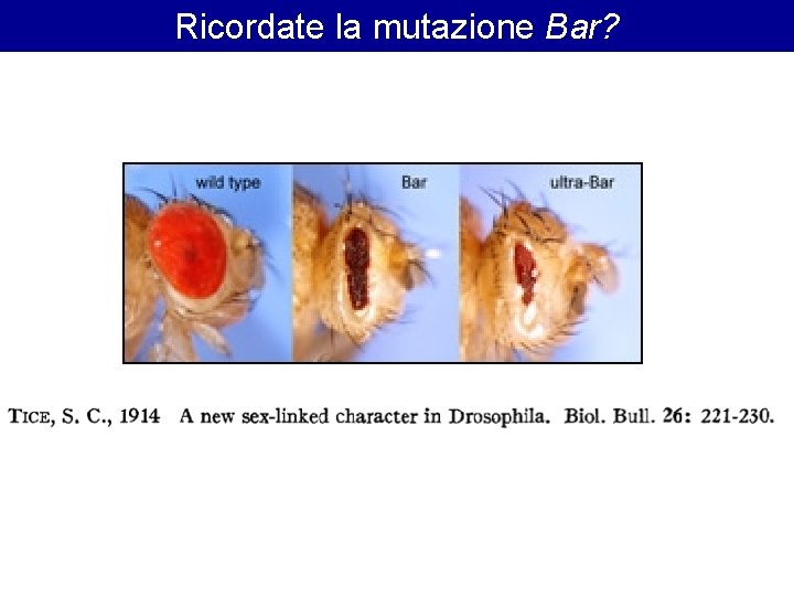 Ricordate la mutazione Bar? Ricordate la mutazione Bar?