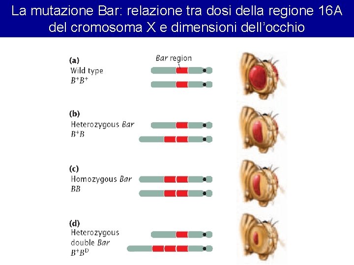 La mutazione Bar: relazione tra dosi della regione 16 A del cromosoma X e La mutazione Bar: relazione tra dosi della regione 16 A del cromosoma X e