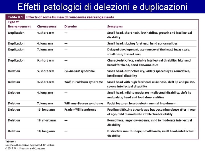 Effetti patologici di delezioni e duplicazioni Effetti patologici di delezioni e duplicazioni