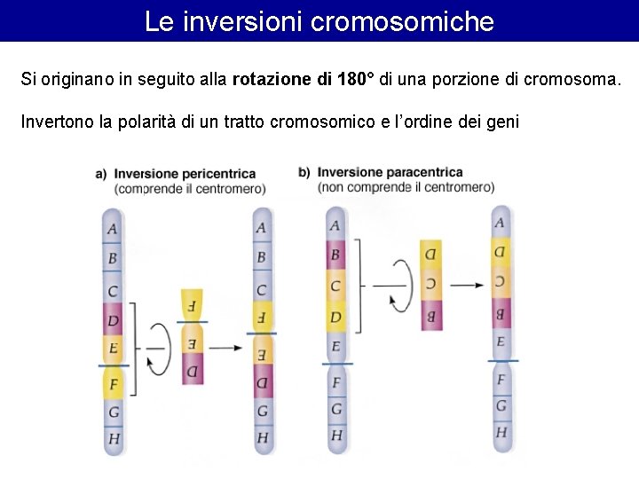 Le inversioni cromosomiche Si originano in seguito alla rotazione di 180° di una porzione Le inversioni cromosomiche Si originano in seguito alla rotazione di 180° di una porzione