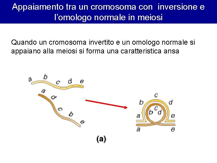 Appaiamento tra un cromosoma con inversione e l’omologo normale in meiosi Quando un cromosoma Appaiamento tra un cromosoma con inversione e l’omologo normale in meiosi Quando un cromosoma