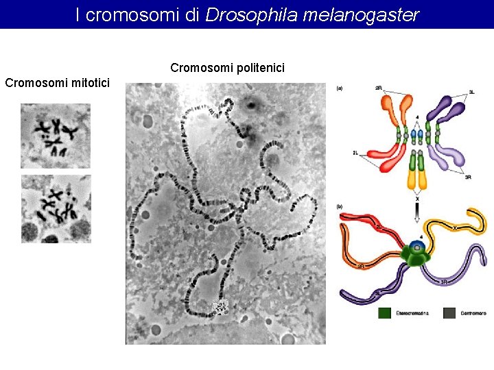 I cromosomi di Drosophila melanogaster Cromosomi politenici Cromosomi mitotici I cromosomi di Drosophila melanogaster Cromosomi politenici Cromosomi mitotici