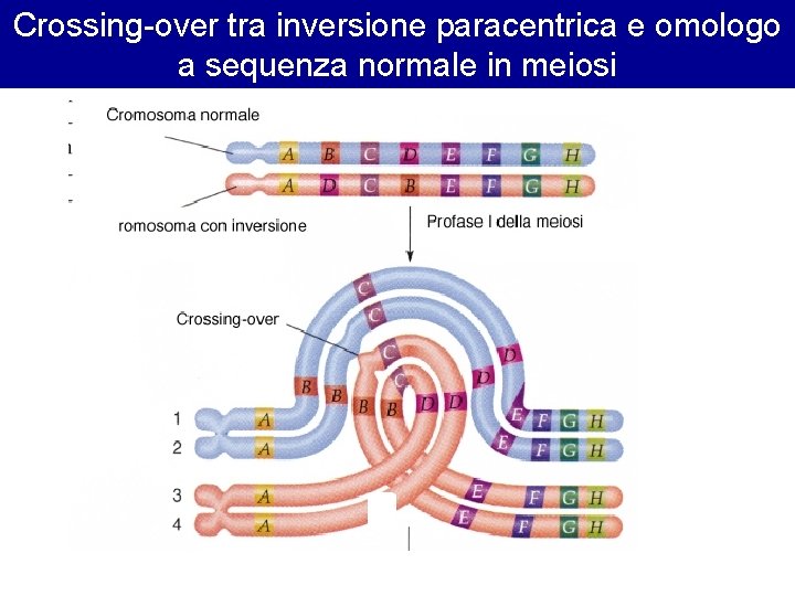 Le mutazioni cromosomiche Classificazione delle mutazioni cromosomiche La