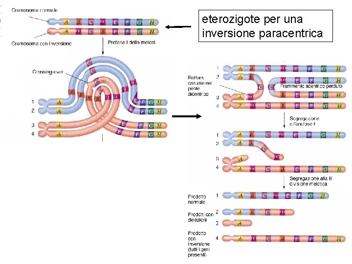 eterozigote per una inversione paracentrica eterozigote per una inversione paracentrica