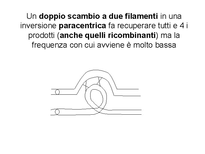 Un doppio scambio a due filamenti in una inversione paracentrica fa recuperare tutti e Un doppio scambio a due filamenti in una inversione paracentrica fa recuperare tutti e