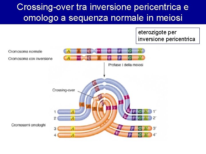 Crossing-over tra inversione pericentrica e omologo a sequenza normale in meiosi eterozigote per inversione Crossing-over tra inversione pericentrica e omologo a sequenza normale in meiosi eterozigote per inversione