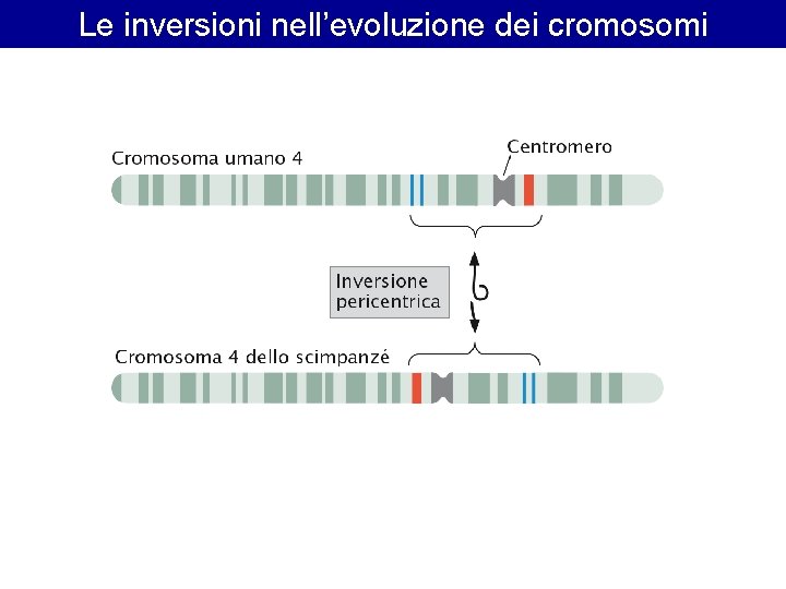 Le inversioni nell’evoluzione dei cromosomi Le inversioni nell’evoluzione dei cromosomi