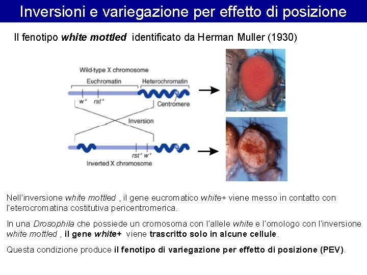 Inversioni e variegazione per effetto di posizione Il fenotipo white mottled identificato da Herman Inversioni e variegazione per effetto di posizione Il fenotipo white mottled identificato da Herman