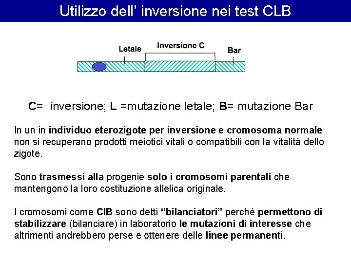 Utilizzo dell’ inversione nei test CLB C= inversione; L =mutazione letale; B= mutazione Bar Utilizzo dell’ inversione nei test CLB C= inversione; L =mutazione letale; B= mutazione Bar