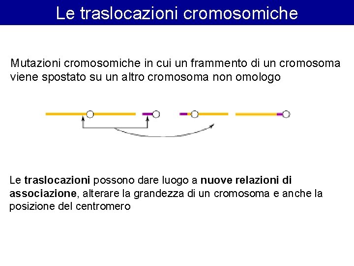 Le traslocazioni cromosomiche Mutazioni cromosomiche in cui un frammento di un cromosoma viene spostato Le traslocazioni cromosomiche Mutazioni cromosomiche in cui un frammento di un cromosoma viene spostato