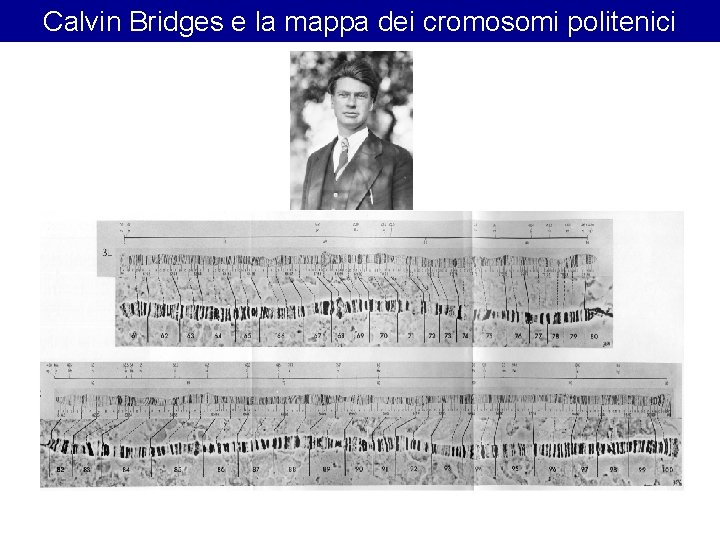 Calvin Bridges e la mappa dei cromosomi politenici Calvin Bridges e la mappa dei cromosomi politenici