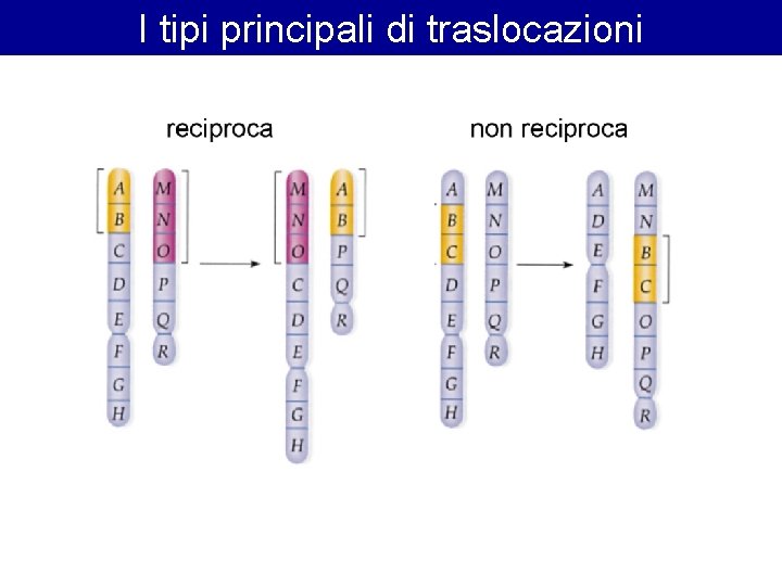 I tipi principali di traslocazioni I tipi principali di traslocazioni