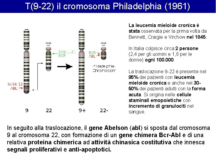T(9 -22) il cromosoma Philadelphia (1961) La leucemia mieloide cronica è stata osservata per T(9 -22) il cromosoma Philadelphia (1961) La leucemia mieloide cronica è stata osservata per