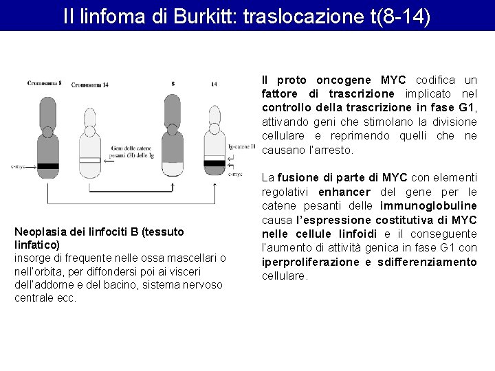 Il linfoma di Burkitt: traslocazione t(8 -14) Neoplasia dei linfociti B (tessuto linfatico) insorge Il linfoma di Burkitt: traslocazione t(8 -14) Neoplasia dei linfociti B (tessuto linfatico) insorge
