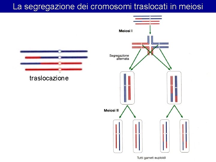 La segregazione dei cromosomi traslocati in meiosi traslocazione La segregazione dei cromosomi traslocati in meiosi traslocazione