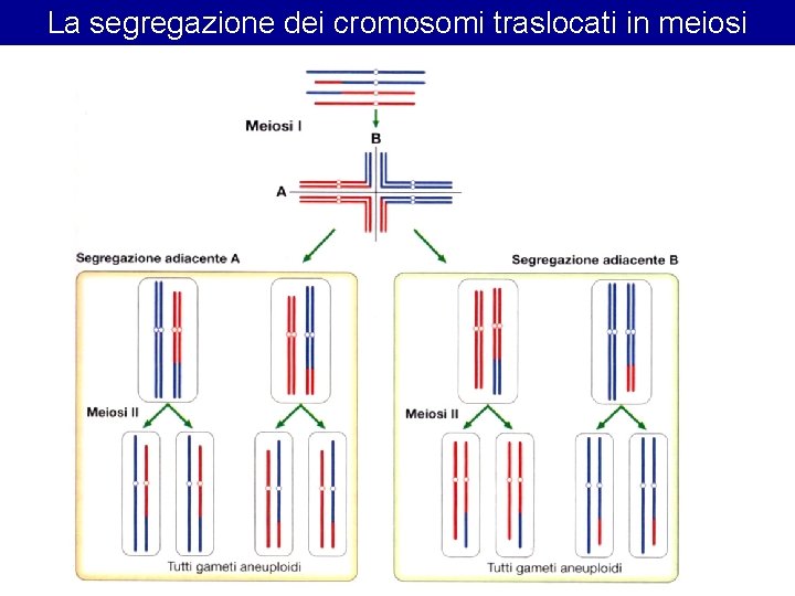 La segregazione dei cromosomi traslocati in meiosi La segregazione dei cromosomi traslocati in meiosi