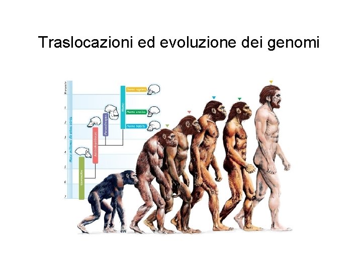 Traslocazioni ed evoluzione dei genomi Traslocazioni ed evoluzione dei genomi