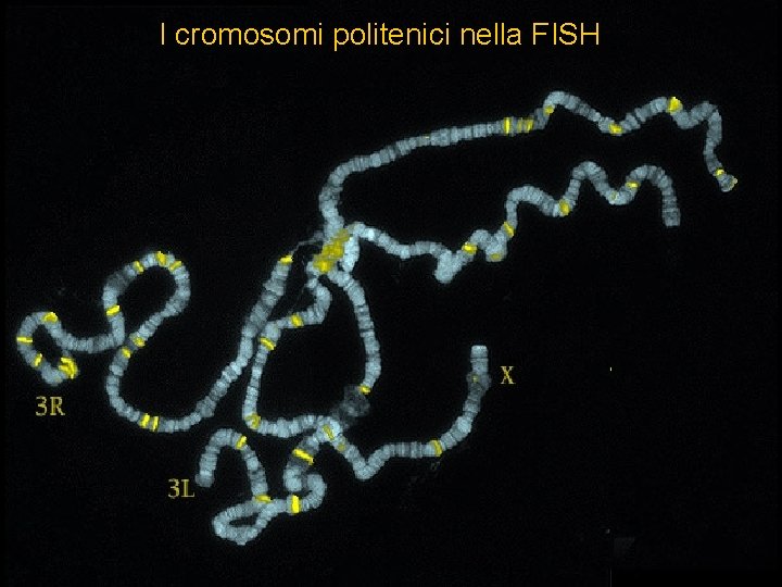 I cromosomi politenici nella FISH I cromosomi politenici nella FISH