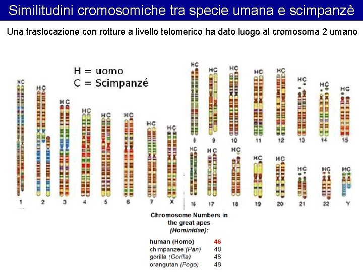 Similitudini cromosomiche tra specie umana e scimpanzè Una traslocazione con rotture a livello telomerico Similitudini cromosomiche tra specie umana e scimpanzè Una traslocazione con rotture a livello telomerico
