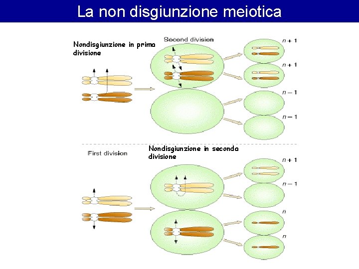La non disgiunzione meiotica Nondisgiunzione in prima divisione Nondisgiunzione in seconda divisione La non disgiunzione meiotica Nondisgiunzione in prima divisione Nondisgiunzione in seconda divisione