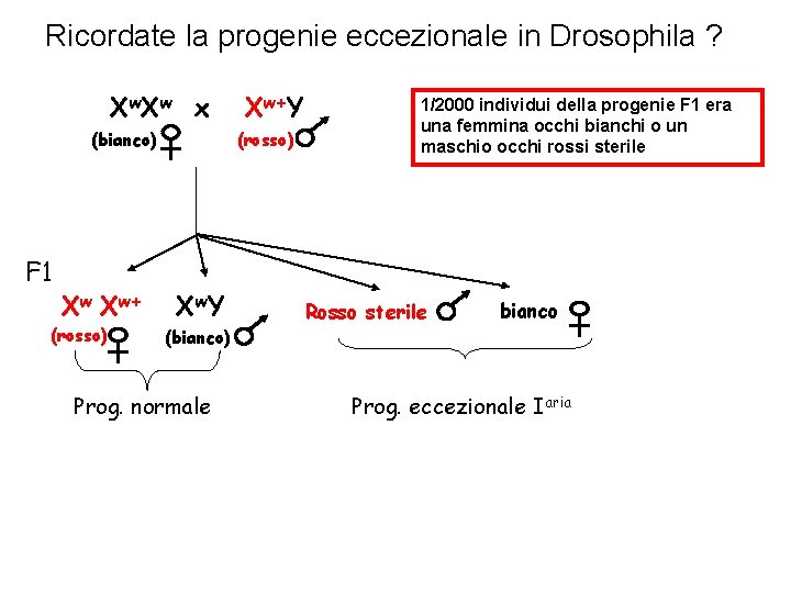Ricordate la progenie eccezionale in Drosophila ? X w x (bianco) F 1 Xw Ricordate la progenie eccezionale in Drosophila ? X w x (bianco) F 1 Xw