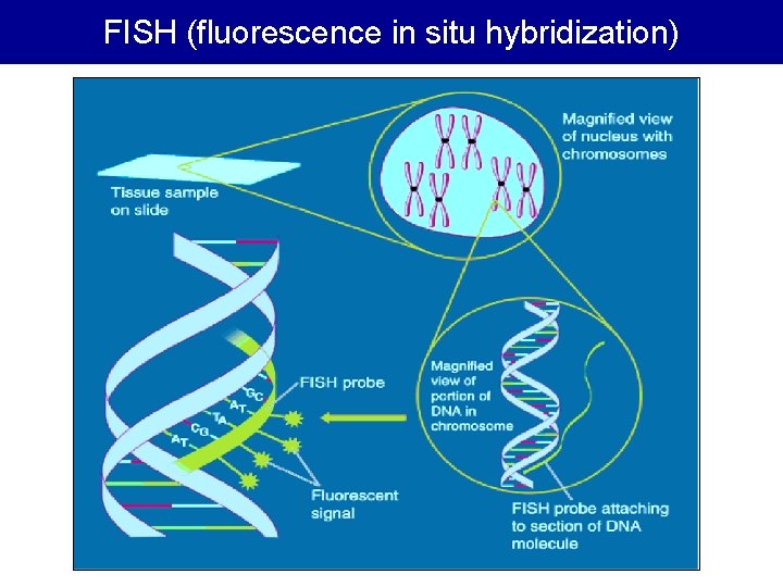FISH (fluorescence in situ hybridization) FISH (fluorescence in situ hybridization)