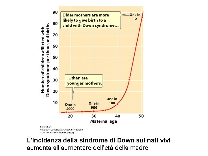 L’incidenza della sindrome di Down sui nati vivi aumenta all’aumentare dell’età della madre L’incidenza della sindrome di Down sui nati vivi aumenta all’aumentare dell’età della madre
