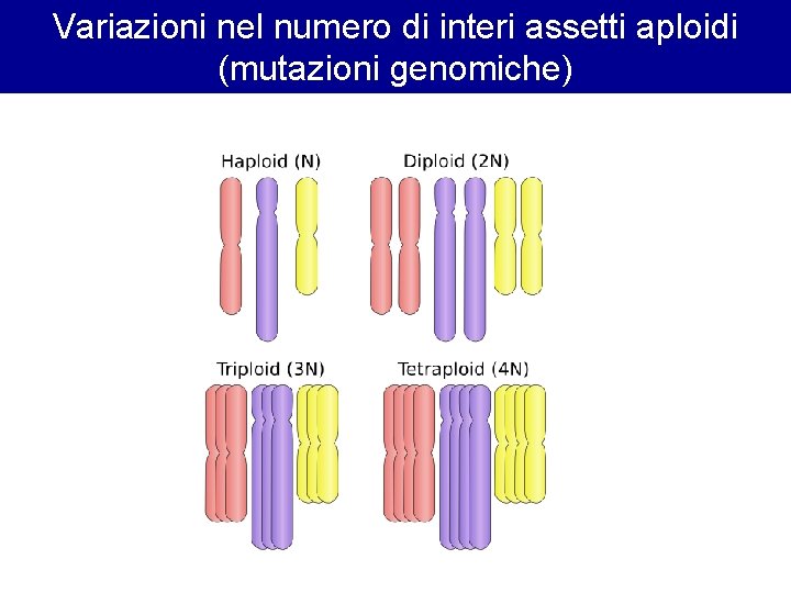 Variazioni nel numero di interi assetti aploidi (mutazioni genomiche) Variazioni nel numero di interi assetti aploidi (mutazioni genomiche)