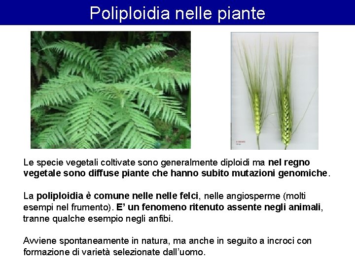 Poliploidia nelle piante Le specie vegetali coltivate sono generalmente diploidi ma nel regno vegetale Poliploidia nelle piante Le specie vegetali coltivate sono generalmente diploidi ma nel regno vegetale