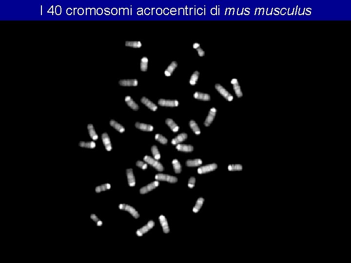 I 40 cromosomi acrocentrici di musculus I 40 cromosomi acrocentrici di musculus