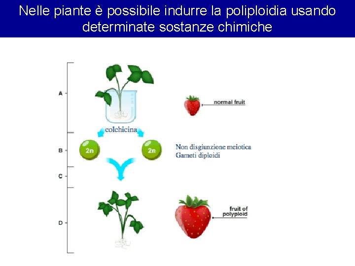 Nelle piante è possibile indurre la poliploidia usando determinate sostanze chimiche Nelle piante è possibile indurre la poliploidia usando determinate sostanze chimiche