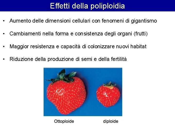 Effetti della poliploidia • Aumento delle dimensioni cellulari con fenomeni di gigantismo • Cambiamenti Effetti della poliploidia • Aumento delle dimensioni cellulari con fenomeni di gigantismo • Cambiamenti