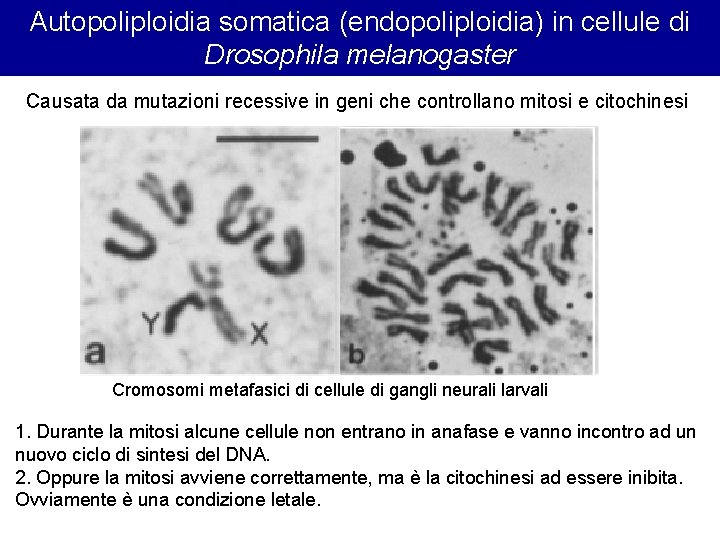 Autopoliploidia somatica (endopoliploidia) in cellule di Drosophila melanogaster Causata da mutazioni recessive in geni Autopoliploidia somatica (endopoliploidia) in cellule di Drosophila melanogaster Causata da mutazioni recessive in geni