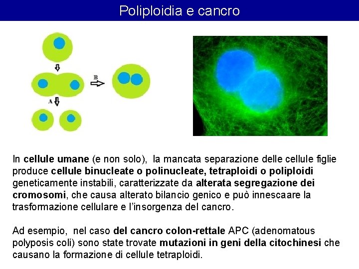 Poliploidia e cancro In cellule umane (e non solo), la mancata separazione delle cellule Poliploidia e cancro In cellule umane (e non solo), la mancata separazione delle cellule