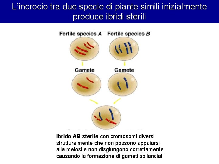 L’incrocio tra due specie di piante simili inizialmente produce ibridi sterili Ibrido AB sterile L’incrocio tra due specie di piante simili inizialmente produce ibridi sterili Ibrido AB sterile