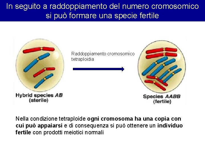 In seguito a raddoppiamento del numero cromosomico si può formare una specie fertile Raddoppiamento In seguito a raddoppiamento del numero cromosomico si può formare una specie fertile Raddoppiamento